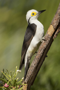 white woodpecker